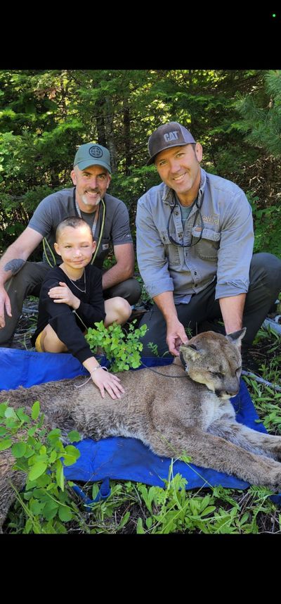 This week Lily Kryzhanivskyy joined Bart George, a Kalispel Tribal biologist on a cougar capture in northeast Washington. The capture was part of George's multi-year study looking at the most effective ways to scare cougars away from humans.  (Courtesy photo)