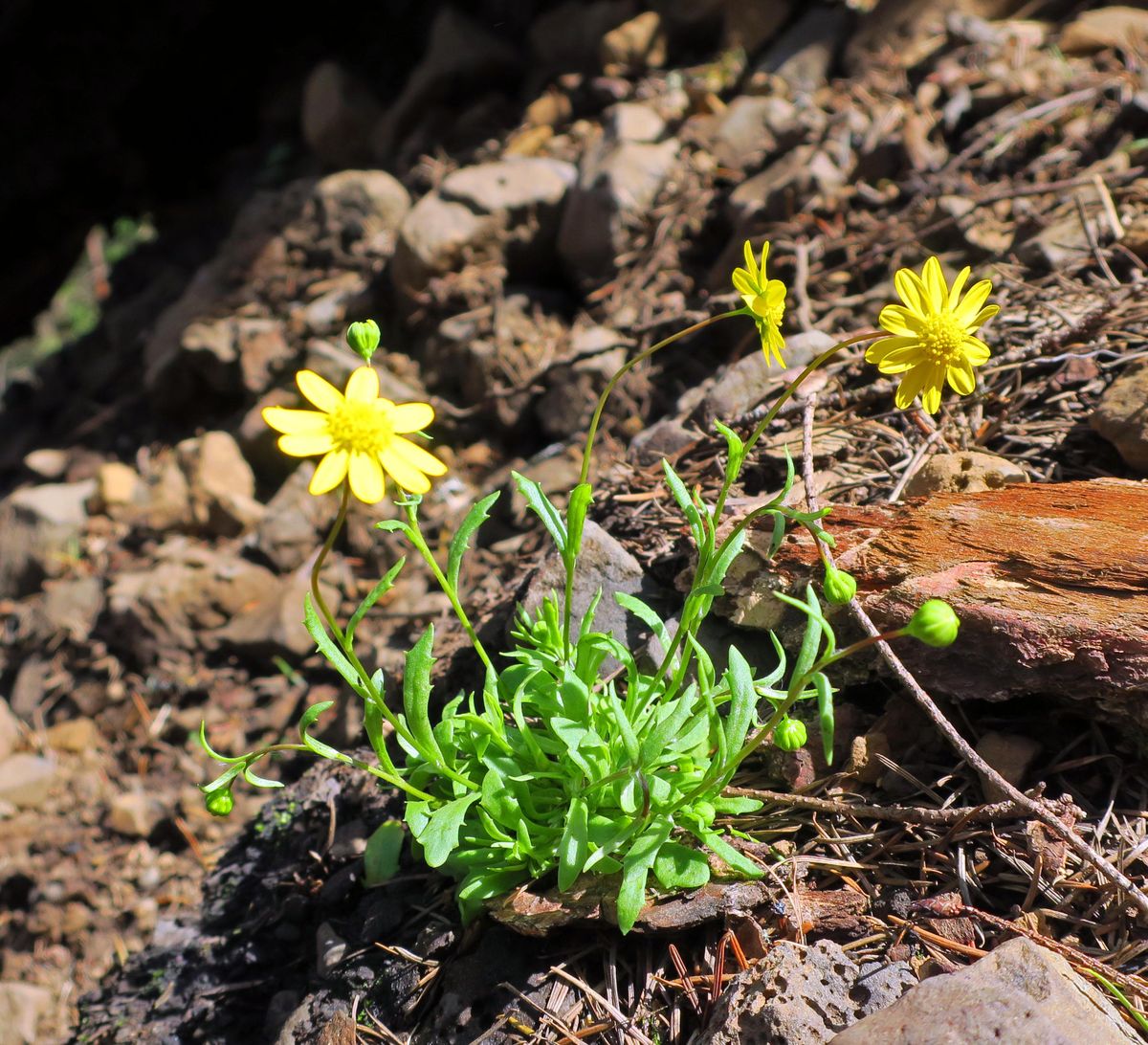 A wildflower grows alongside the trail in the burn zone in Oneonta Gorge near the Historic Columbia River Highway. (John  Nelson / The Spokesman-Review)