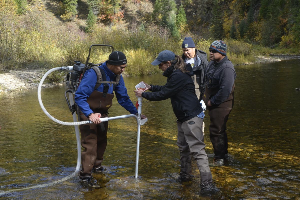 Employees of Nez Perce Tribal Fisheries use equipment to create artificial chinook salmon redds on Newsome Creek a tributary to the South Fork of the Clearwater River. (Eric Barker / Lewiston Tribune)