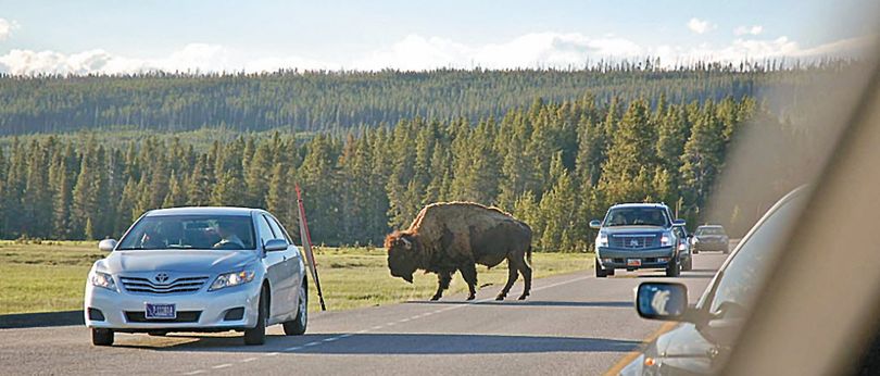 In Yellowstone, bison have the right of way. (Christopher Reynolds / Los Angeles Times)