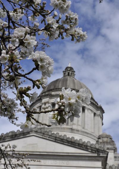 OLYMPIA – A sign of spring in the Capitol: Legislators are gone and the cherry blossoms are coming out. (Jim Camden / The Spokesman-Review)