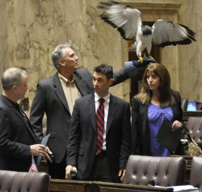 OLYMPIA -- Seahawks mascot Taima visits the House of Representatives Friday with owners David and Robin Knutson, Rep. Kevin Parker (center) and Seahawks executive Mike Flood. (Jim Camden)