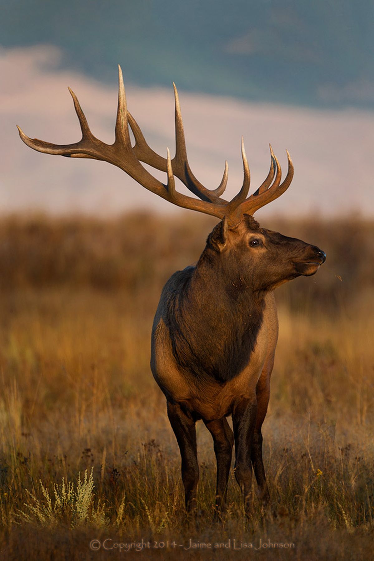 Bull elk in September. (Jaimie Johnson)