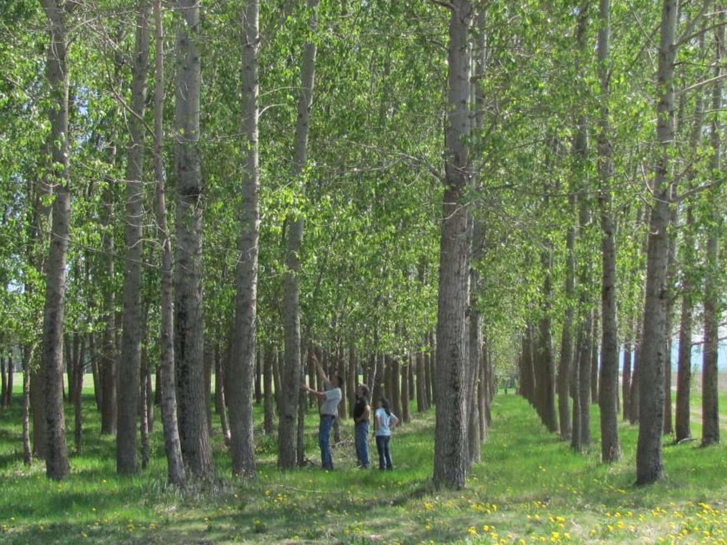 Tree project aims to protect aquifer | The Spokesman-Review