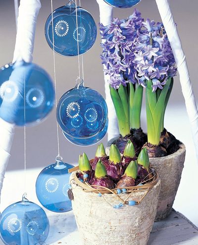 Birch containers add an outdoors look to hyacinth blooms.