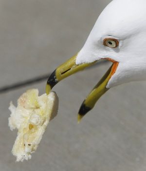 ORG XMIT: CX103 A gull snatches a piece of bread in mid-air before it hits the ground while scavenging for food  in Chicago's Millenium Park Thursday, March 26, 2009. (AP Photo/Charles Rex Arbogast) (Charles Arbogast / The Spokesman-Review)