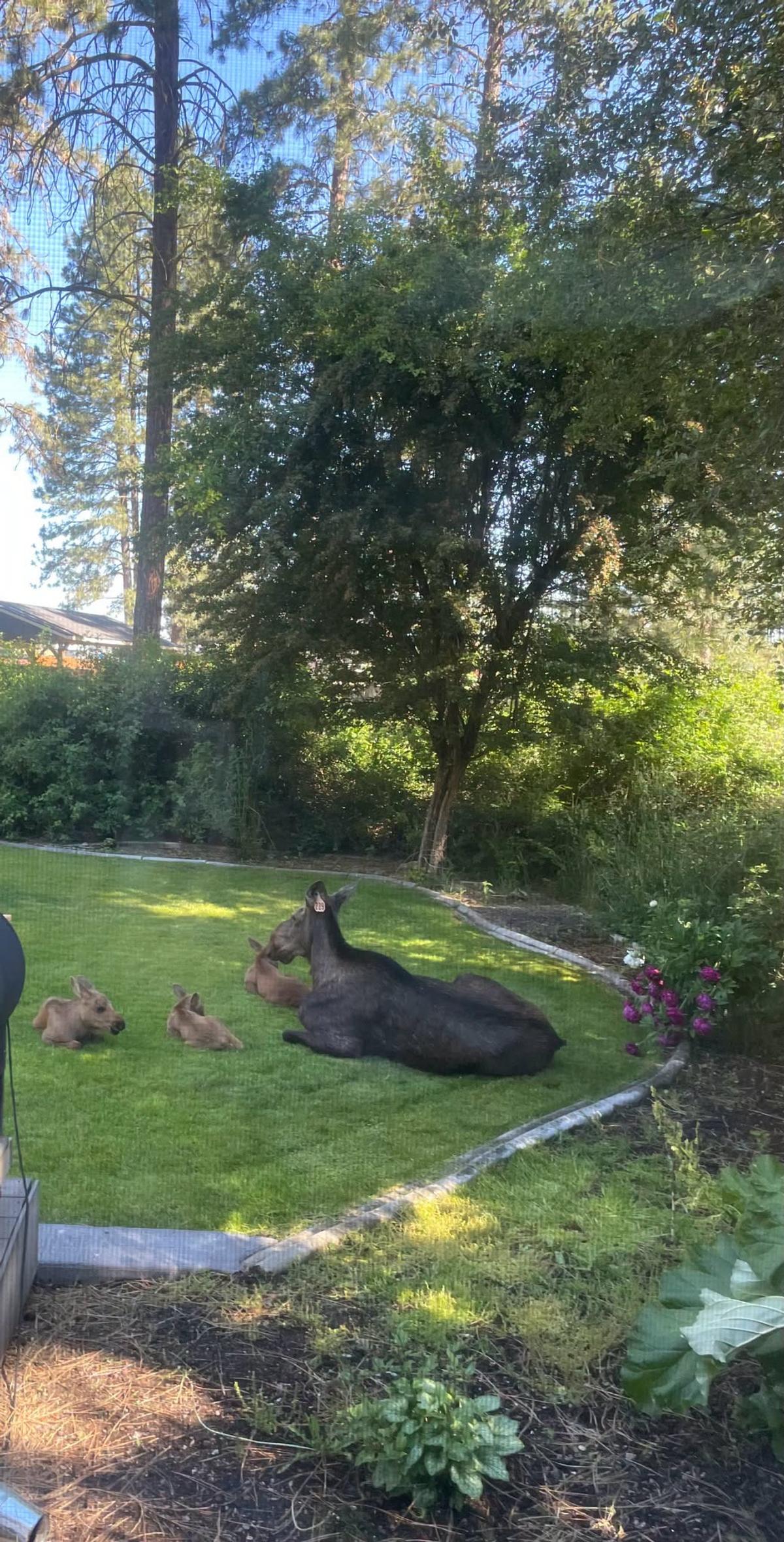 A cow moose with triplets lounges in the shade in north Spokane.  (Courtesy of WDFW)