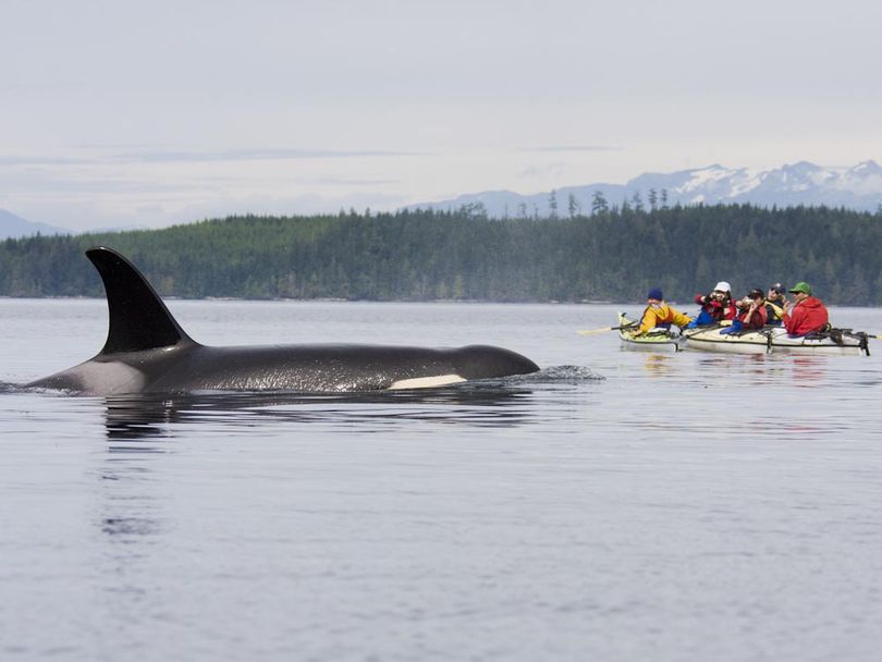An orca rises by visitors on a Sea Kayak Adventures paddling trip in Johnstone Strait off Vancouver Island. (Sea Kayak Adventures)