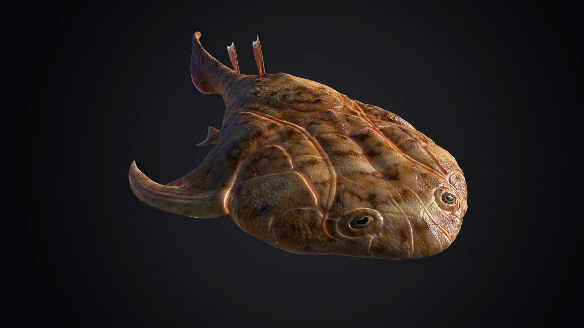 An undated illustration provided by Heming Zhang shows a Xiushanosteus mirabilis, a newly discovered jawed fish that probably lived on the sea floor. In two deposits in China, paleontologists dug up remains that suggest jawed fish are tens of millions of years older than previously known. (Heming Zhang via The New York Times) -- NO SALES; FOR EDITORIAL USE ONLY WITH NYT STORY SLUGGED SCI JAWED FISH FOSSILS BY ASHER ELBEIN FOR SEPT. 28, 2022. ALL OTHER USE PROHIBITED. --  (HEMING ZHANG)