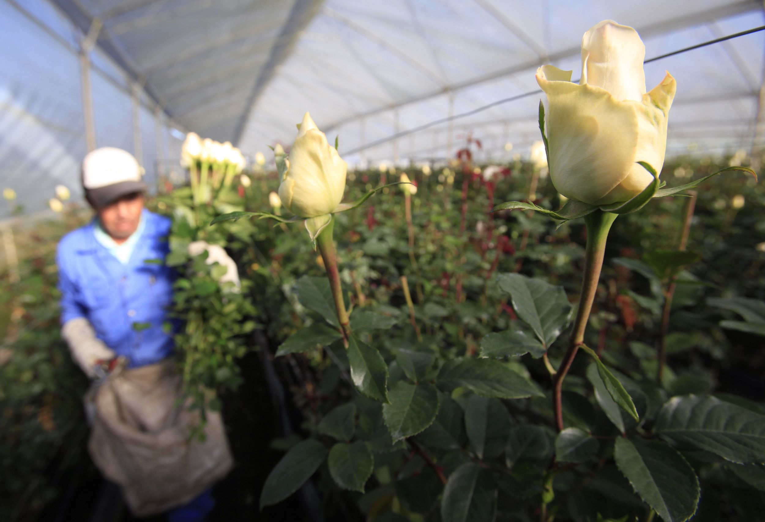 Colombia Valentine's Day Feb. 3, 2012 The SpokesmanReview
