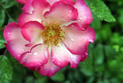 
Gardeners should continue to water their roses until they are dormant.
 (File/ / The Spokesman-Review)