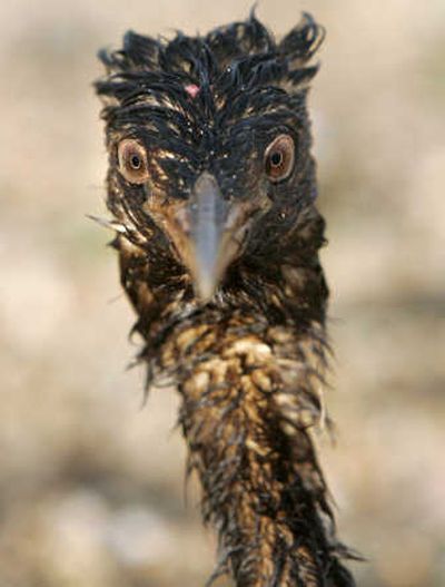 
An oil-covered bird is seen Tuesday near  Port Kavkaz, Russia.Associated Press
 (Associated Press / The Spokesman-Review)