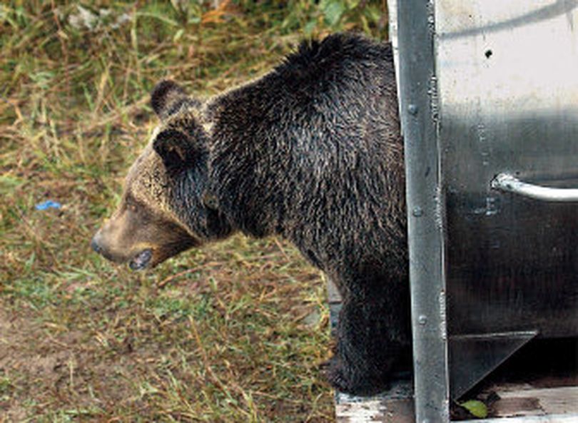 A female grizzly eyes her new habitat in the western Cabinet Mountains as she leaves a culvert trap in 2005. The bear, trapped in the North Fork of the Flathead River drainage, is one of more than a dozen that have been transplanted to the Cabinet-Yaak ecosystem over the years to boost the struggling grizzly bear population. 
 (The Spokesman-Review)
