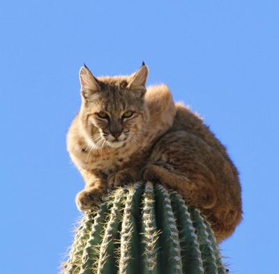 An Arizona couple recently witnessed a wildlife spectacle outside their home hear Gold Canyon as a mountain lion launched an attack on a bobcat. In a desperate escape along the foothills of the Superstition Mountains, the bobcat sprinted up a very tall and very stickery saguaro cactus. The mountain lion called off the chase at that point.

 (Curt Fonger)