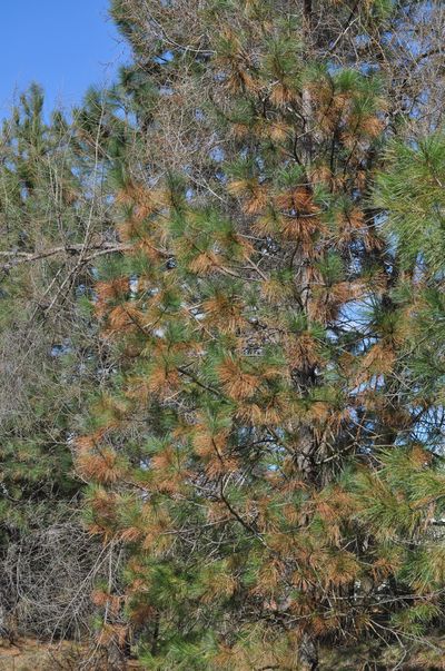 Several fungi are infecting the region’s ponderosa pines and causing older needles to turn brown this spring. The trees will shed the needles so there shouldn’t be any long term damage. (PAT MUNTS)