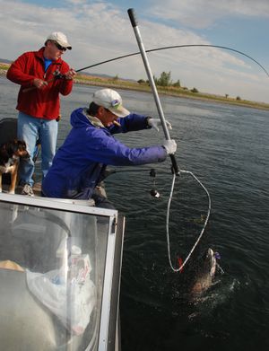 Don McBride nets Jim Klos’ salmon while fishing on the Hanford Reach. (Rich Landers / The Spokesman-Review)