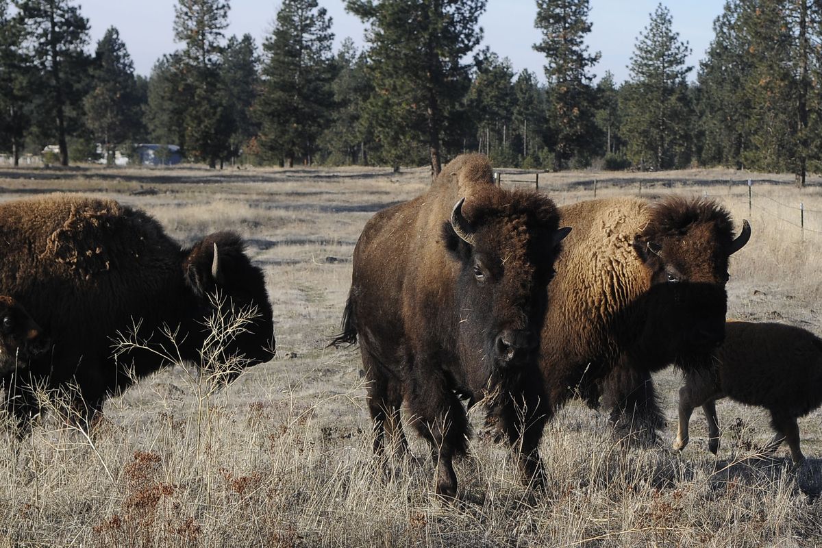 Bison roam the pastureland on Randy Durheim’s ranch northwest of Spokane on  Dec. 11. He has about 35 of the animals in his herd.