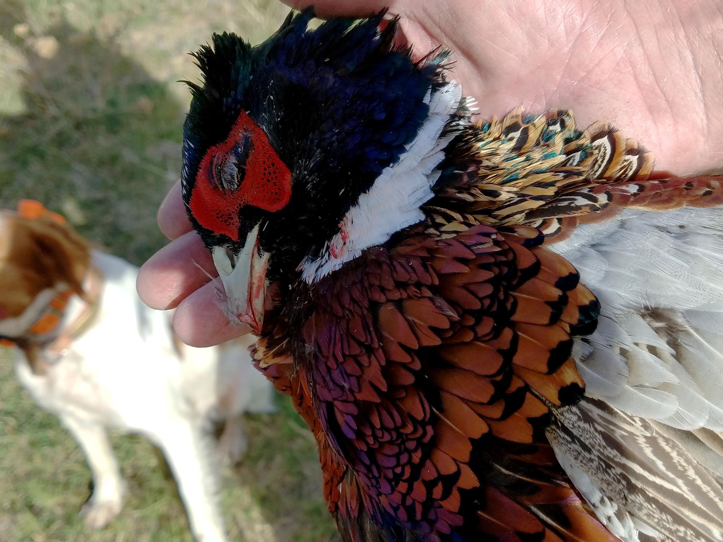 S R Hunting Outlook 18 Season Holds Upbeat Outlook For Pheasant Hunters The Spokesman Review