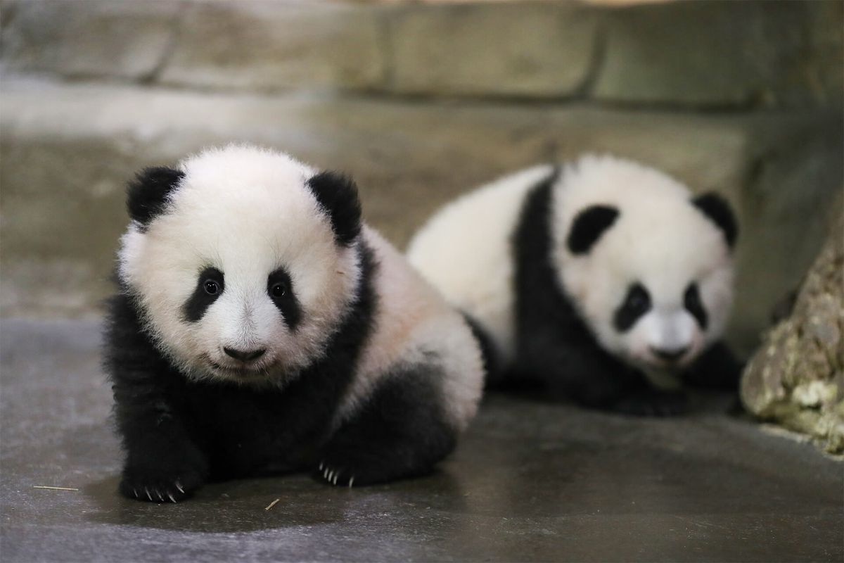 In this photo provided by Zooparc de Beauval, twin panda cubs, Yuandudu and Huanlili take their first steps in public, at the Beauval Zoo in Saint-Aignan-sur-Cher, France, Saturday, Dec. 11, 2021. The female twins were born in August. Their mother, Huan Huan, and father, Yuan Zi, are at the Beauval Zoo, south of Paris, on a 10-year loan from China aimed at highlighting good ties with France.  (Zooparc de Beauval)