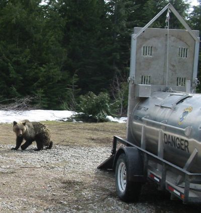 A young grizzly bear leaves a culvert trap after being captured near Elmira, Idaho, on Sunday. (Courtesy of Wayne Wakkinen Idaho Fish and Game)