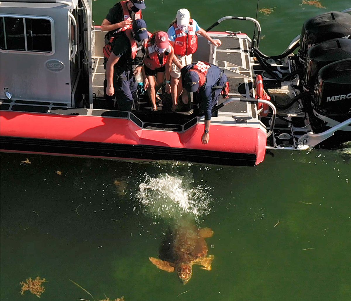 In this aerial drone photo, provided by the Florida Keys News Bureau, staff from the Florida Keys-based Turtle Hospital and U.S. Coast Guard release "Emma," a loggerhead sea turtle, Thursday, Aug. 6, 2020, off Islamorada, Fla. "Emma" was one of two turtles Coast Guard personnel helped to rescue about two months ago off the Keys that were treated at the Turtle Hospital for various ailments. (Bob Care)