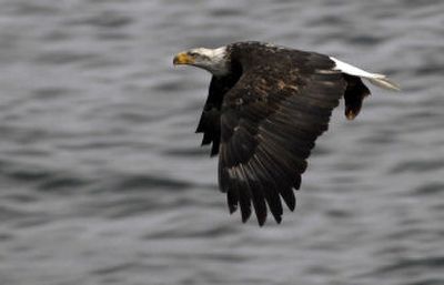 
A bald eagle carrying a kokanee salmon carcass in its talons cruises above Lake Coeur d'Alene near Higgens Point on Saturday, heading for a tree on the shoreline to eat its meal. The number of migrating birds peaks around the holidays before the birds continue their journey south.
 (Jesse Tinsley / The Spokesman-Review)