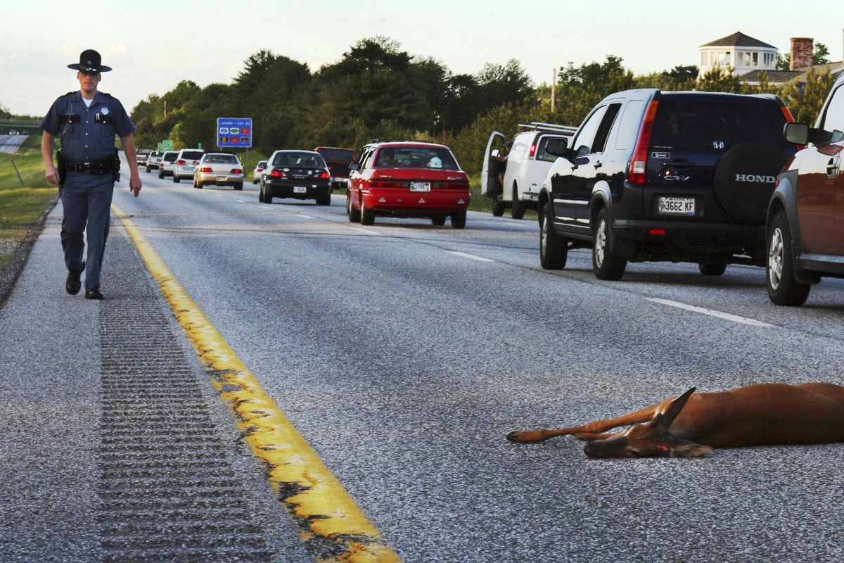In this June 11, 2008,  photo, a wounded deer lies in the road after being hit by a car on the northbound lane of Interstate 295 near Freeport, Maine. A new law that goes into effect Jan. 1 means people in Oregon will be able to harvest and eat roadkill. (Pat Wellenbach / AP)