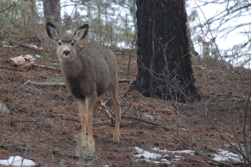 Other mule deer congregated in Riverside State Park seemed curious as researchers trapped other deer and worked to put radio collars on their necks.  RICH LANDERS The Spokesman-Review (The Spokesman-Review)