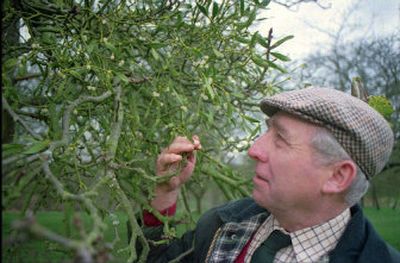 
An English farmer harvests mistletoe from an apple tree growing in his orchard near Tenbury Wells, England, 125 miles northwest of London. 
 (File/Associated Press / The Spokesman-Review)