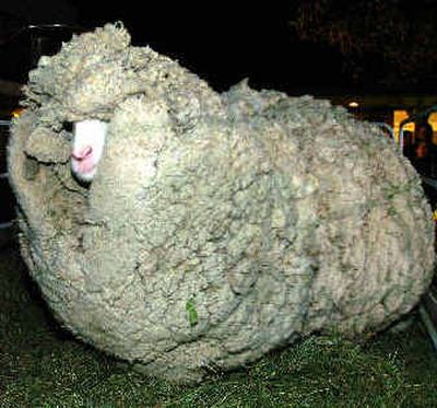 Shrek had what was believed to be a six-year coat of fleece when found last month.Shrek had what was believed to be a six-year coat of fleece when found last month. (File/Associated PressFile/Associated Press / The Spokesman-Review)