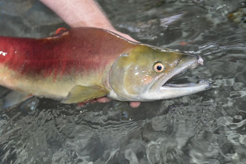 Idaho sockeye migrate up the Columbia, Snake and Salmon rivers in late spring and summer bound the for the Stanley Basin.  (Roger Phillips / Idaho Fish and Game Department)
