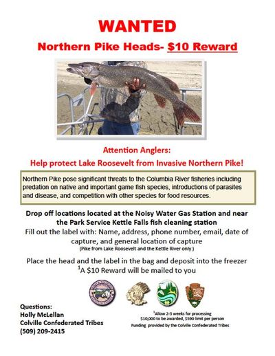 Poster announces $10 reward for northern pike caught in Lake Roosevelt. (Colville Confederated Tribes)