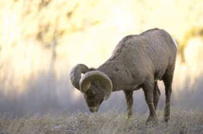 
A bighorn ram grazes along the North Fork of the Shoshone River between Cody, Wyo., and Yellowstone National Park. Along some roadways, winter wildlife watchers don't even need to leave their cars. 
 (Associated Press / The Spokesman-Review)