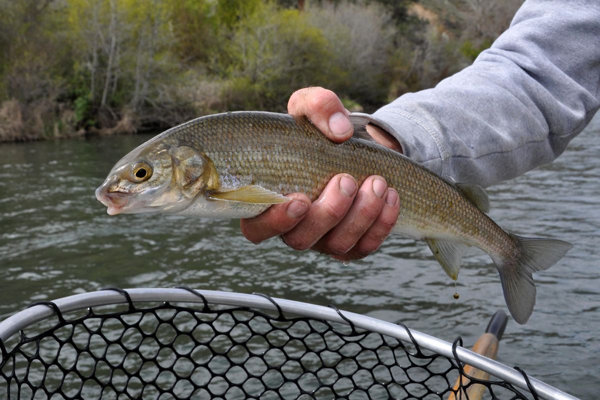 A mountain white fish (Rich Landers / The Spokesman-Review)