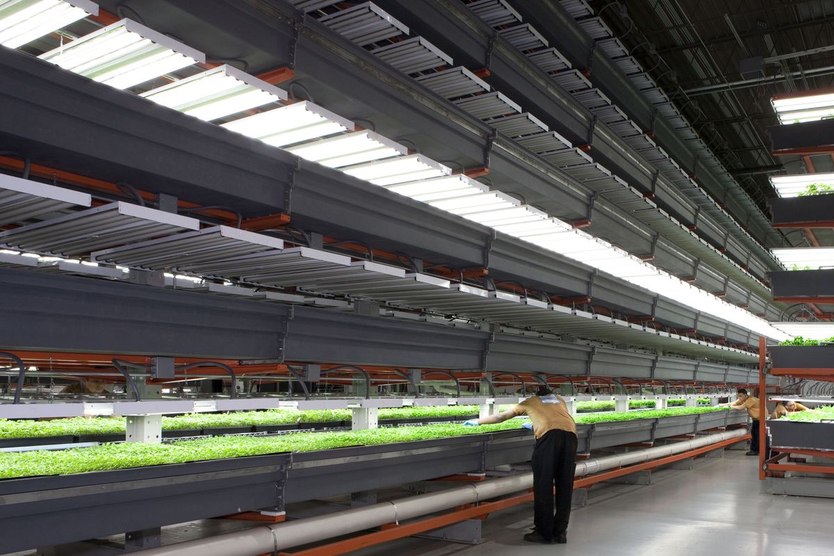 A a worker checks crops at FarmedHere, an indoor vertical farming facility in Bedford Park, Ill., on Feb. 20. (Associated Press)