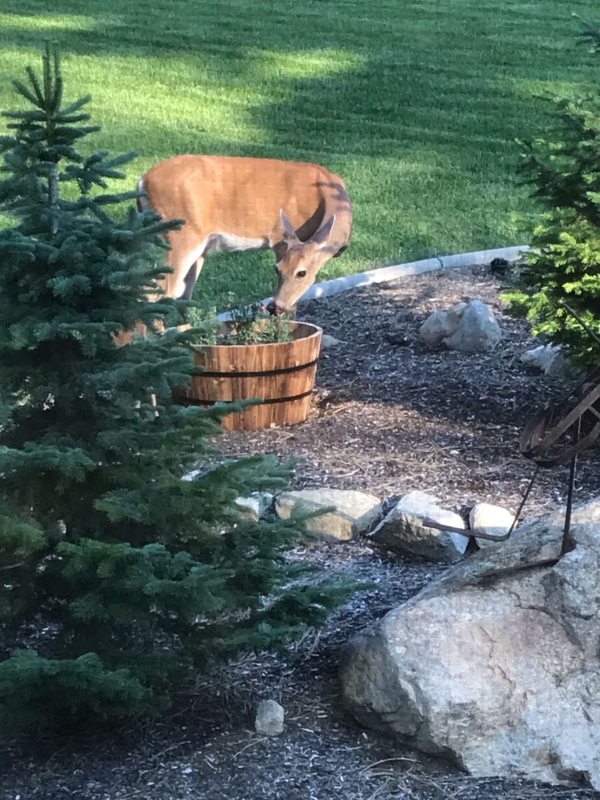 A mother doe blatantly munches on dianthus flowers out in the open, undeterred by Stefanie Pettit’s effort to apply a variety of chemical taste-barrier sprays designed to keep her away.  (Stefanie Pettit/For The Spokesman-Review)