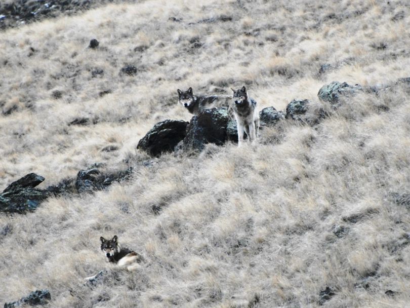 Wolves are hunting elk on the open canyon slopes of northeastern Oregon. (Courtesy photo)