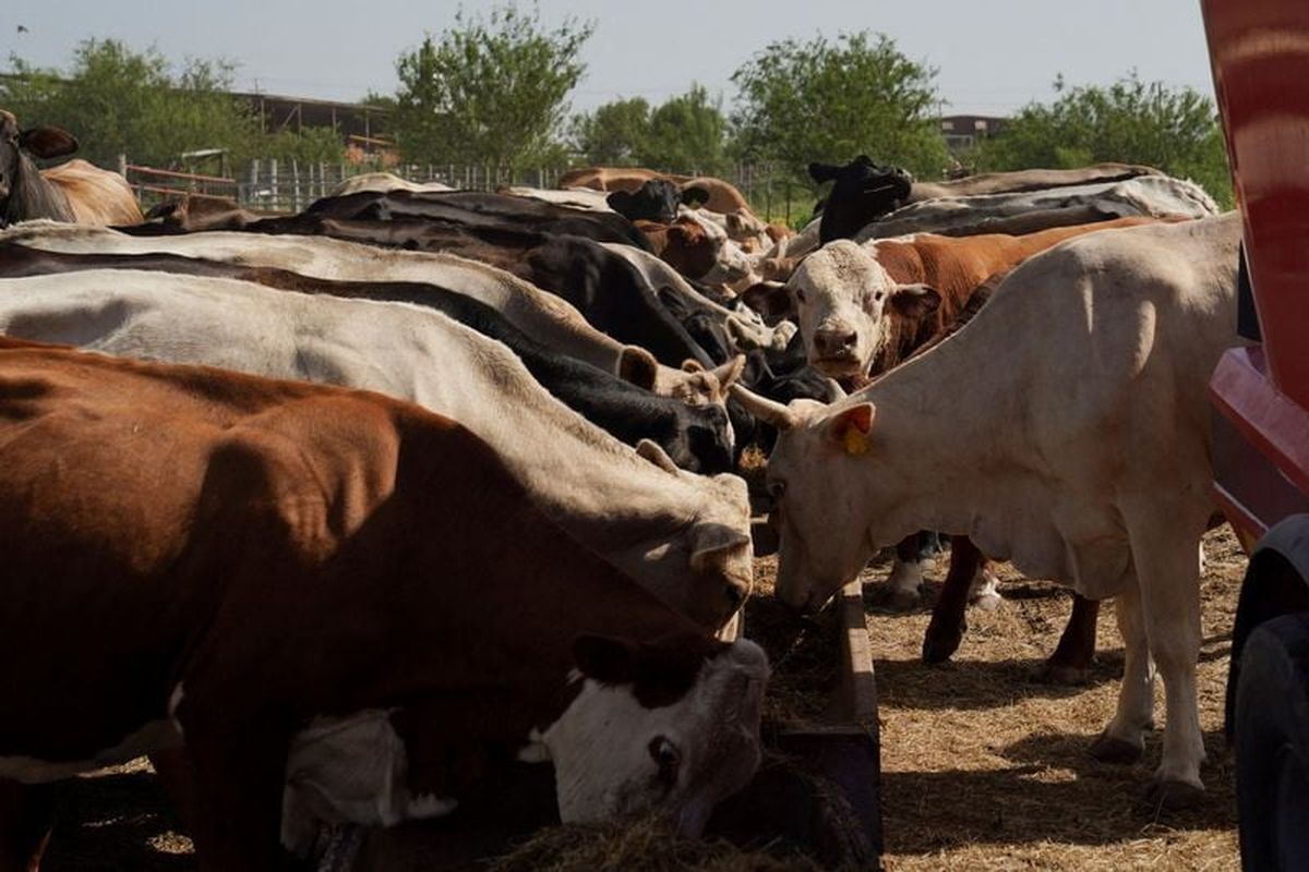 Fausto Salinas, Jr.’s cattle is being fed at his property as U.S. cattle ranchers are slowly starting to rebuild their herds after slashing the nation’s inventory to its lowest level in more than 70 years, in Rio Grande City, Texas, July 16.  (Reuters )