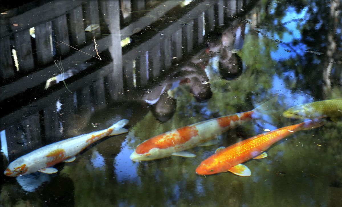 Visitors to the Japanese Garden Pond watch new koi swim Friday.  The koi were released into the pond Friday to replace those that died from contracting a virus.  (Photos by Christopher Anderson / The Spokesman-Review)