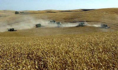 
A row of combines work their way across the rolling hills of Endicott Monday morning as the threshing bee on Marv Hergert's land starts. Twenty-one combines and 18 trucks from the area turned out to help the family bring in this year's crop. Hergert died July 20.  (Joe Barrentine photos / The Spokesman-Review)