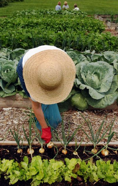 
A grower harvests onions.
 (Associated Press / The Spokesman-Review)