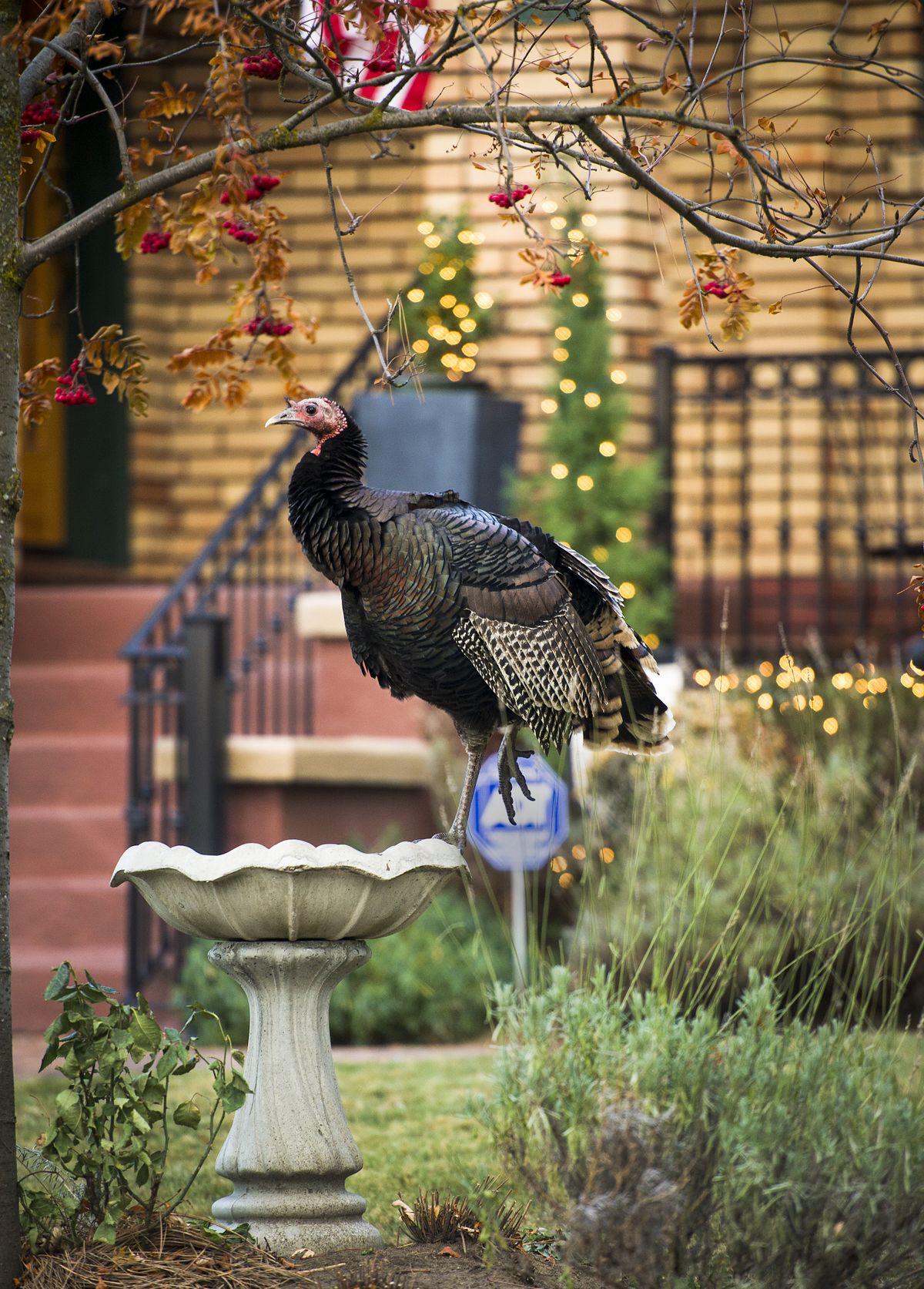 A wild turkey perches on a bird bath in a front yard at 16th Avenue and Wall Street on Spokane’s South Hill in November. Many residents say they’ve seen more wild turkeys this season. (Colin Mulvany)