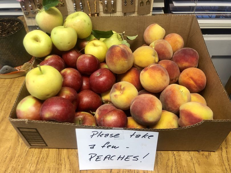 Wonderland RV Park near Capitol Reef National Park offers free fruit from its established peach, pear and apple trees. The park has been around since 1934. (Leslie Kelly)