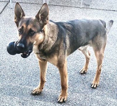 Spokane K-9 unit Haywire was injured Saturday while assisting with the arrest of an armed assault suspect.  (Courtesy of the Spokane Police Department)