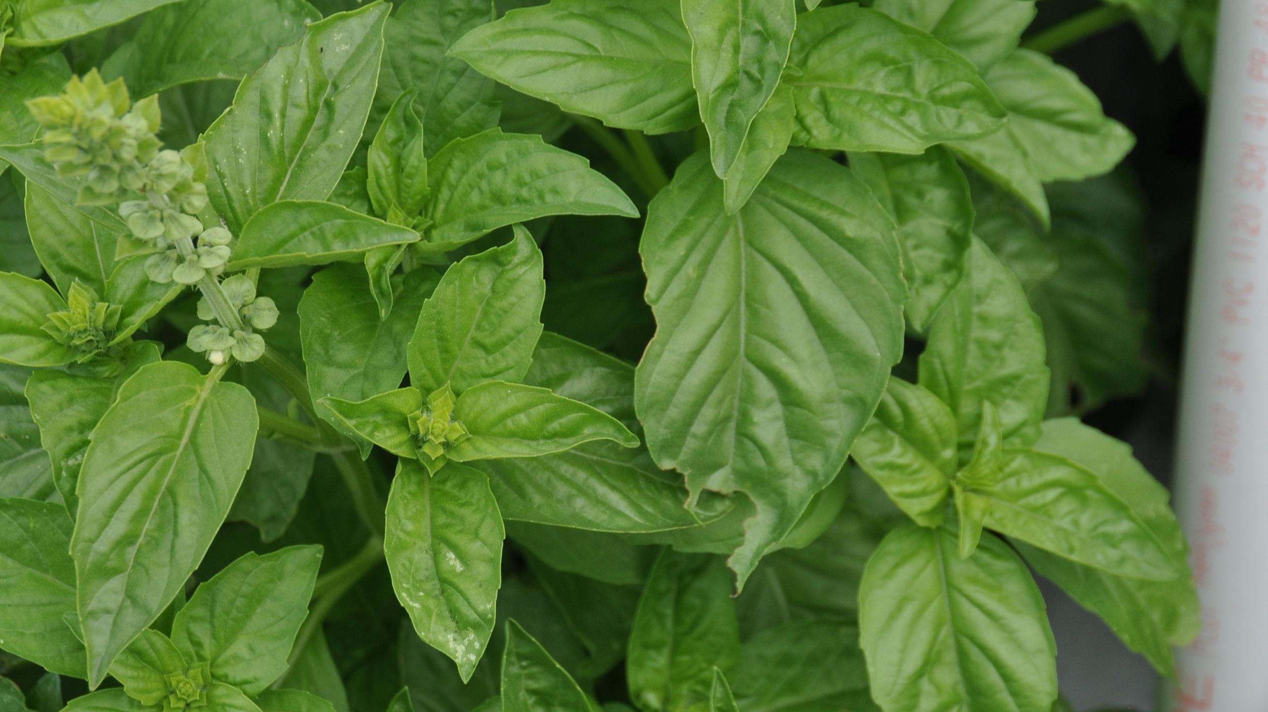 Gardening Basil flourishing in this summer s hot weather The