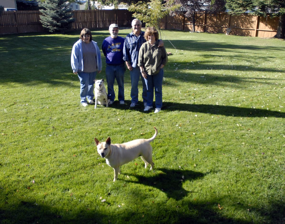 Abby, a red heeler, stands in front, while her owners, Rob and Jann Chatters of Hayden, left, Becky (a dingo-mix), and her owners, Lonnie and Kathy Morse, pose at the Morses’ Otis Orchards home. Abby frequently stays there when the Chatters go out of town. When they   needed someone to take care of Abby and the Morses were out of town,  they left Abby  with a relative who lives near  Mission Avenue and Argonne Road. Abby  ran away the second night and appeared 15 days later at the Morses’.  (J. BART RAYNIAK / The Spokesman-Review)