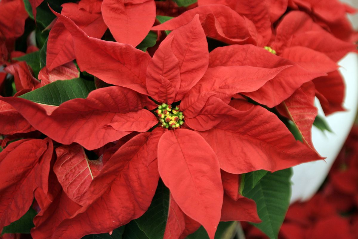 The price of poinsettias such as these at the Flower Box in Wethersfield, Conn., has risen as grower costs have risen.  (Associated Press / The Spokesman-Review)