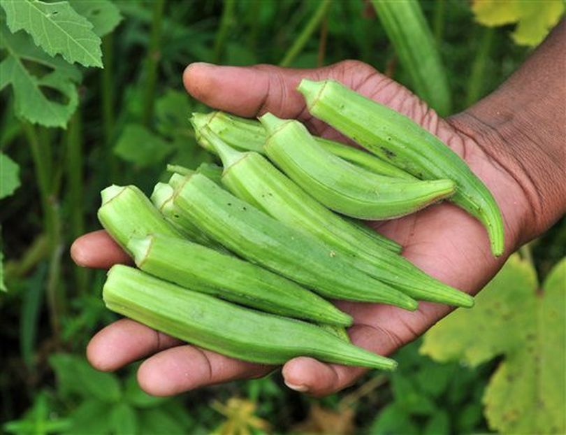 In this Aug. 7, 2012 photo, Charles Winford shows some of the okra he has picked at the Harambee Farms community garden in Savannah, Ga. They also grow tomatoes, squash, cantaloupe and watermelon. The garden has helped supply the neighborhood with fresh vegetables and fruits. (AP/Savannah Morning News / Steve Bisson)