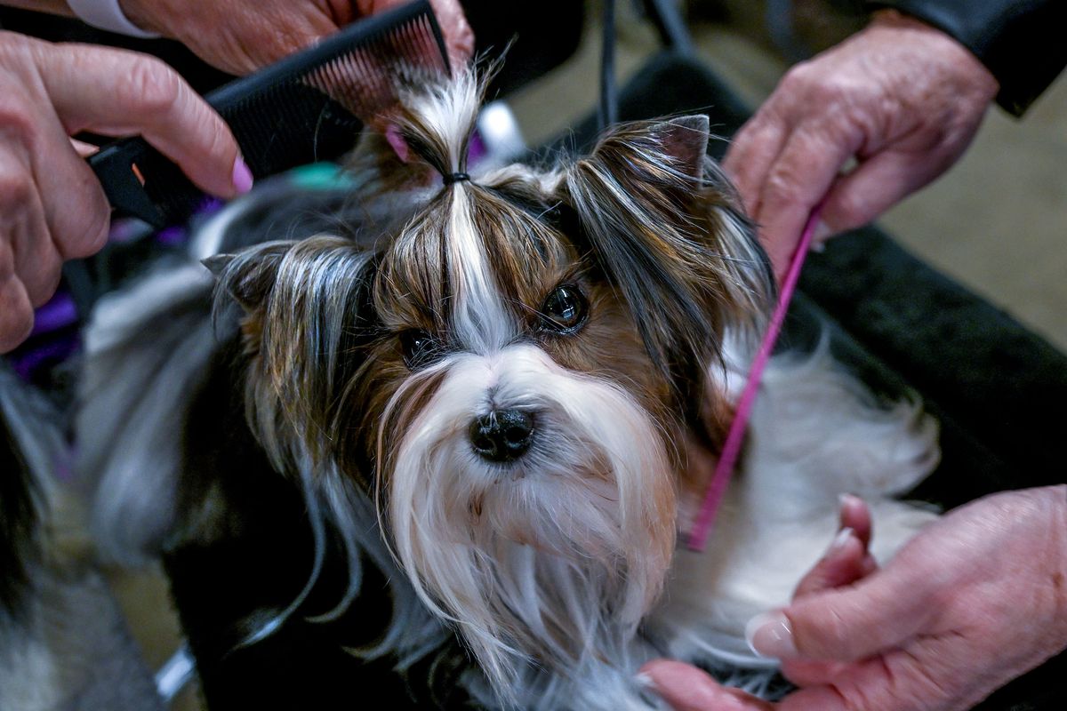 “You’re going to do glorious things,” says Sherri Wheeler as she grooms Glory, her Biewer terrier Friday during the Spokane Kennel Club Memorial Day Cluster at Spokane County Fair &amp; Expo Center.  (Kathy Plonka/The Spokesman-Review)