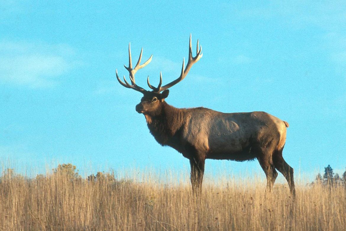 Montana finds first wild elk CWD case The SpokesmanReview